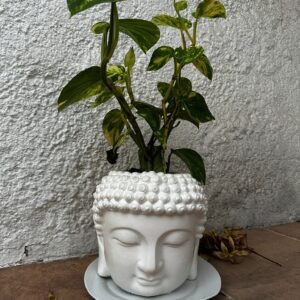 Maceta Buddha