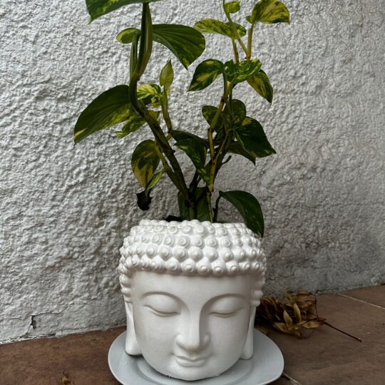 Maceta Buddha